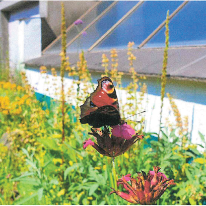 Ein Schmetterling sitzt auf einer Blume, welche in einem bunt bewachsenen Vorgarten steht.